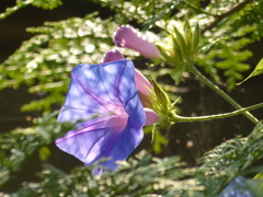 夏の花