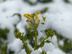 雪景色