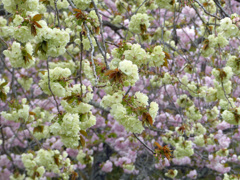 春13(春の花6)