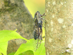 夏の昆虫