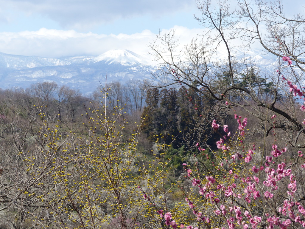 花見山