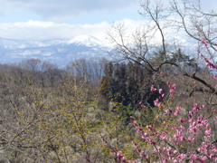 花見山