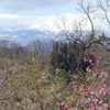 花見山