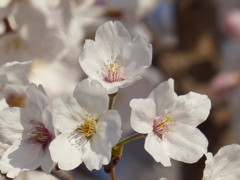 青空と桜