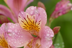 夏の花壇で