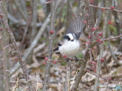 寒木瓜(カンボケ)の木々中で