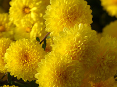 菊