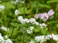 蕎麦の花