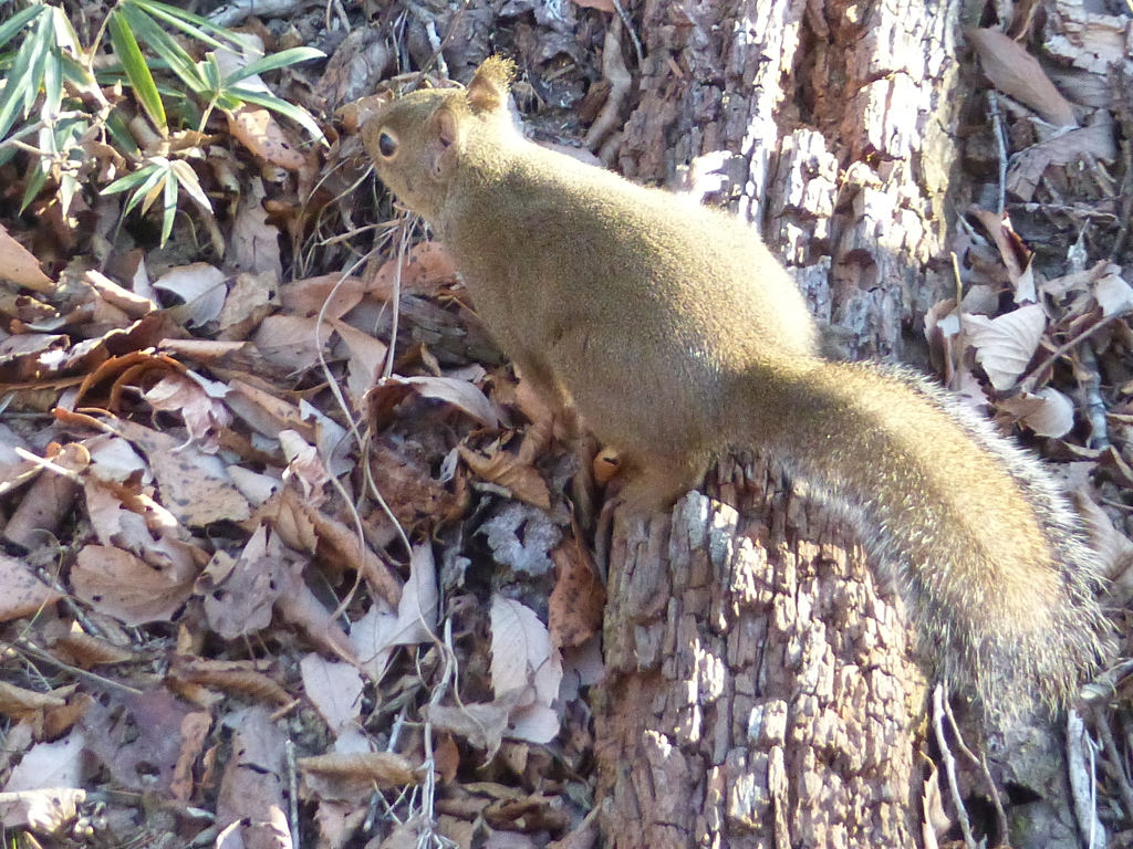 冬の里山で9(リス4)