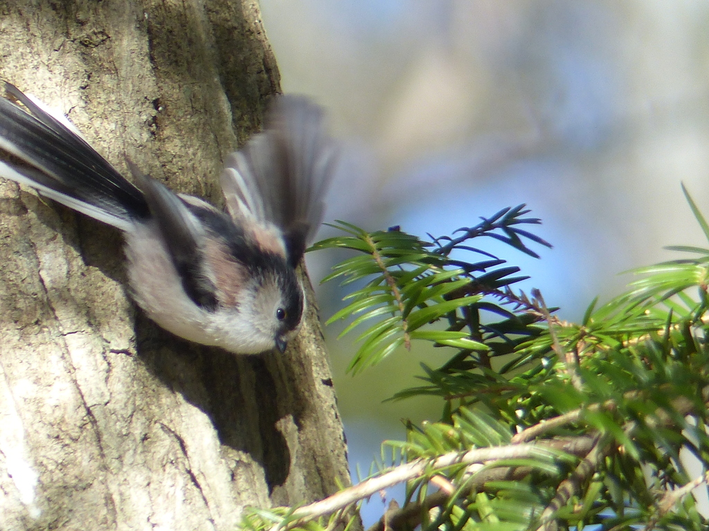 冬の里山で8（エナガ)