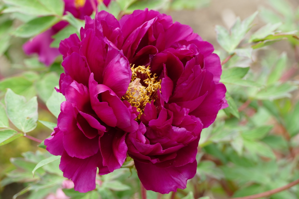 春の花(散歩の途中に)