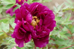 春の花(散歩の途中に)