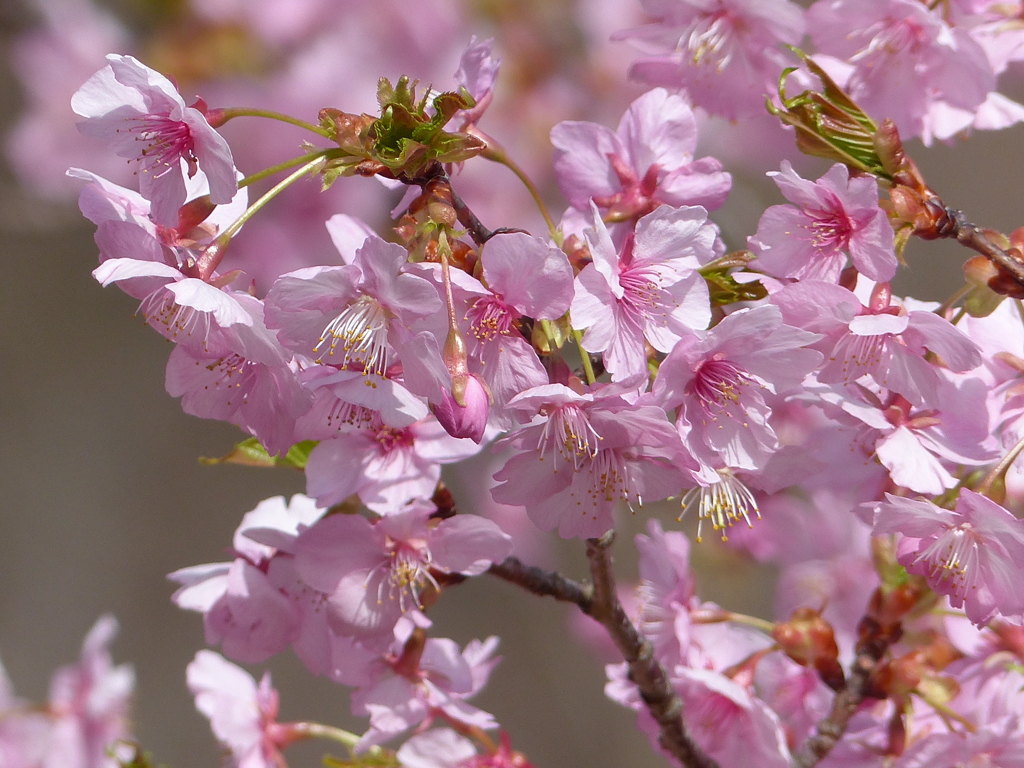 春の里山で4(河津桜1)