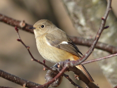 冬の里山で24(ジョウビタキ4)