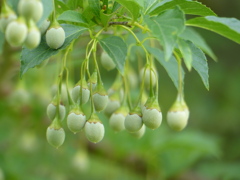 夏の里山で