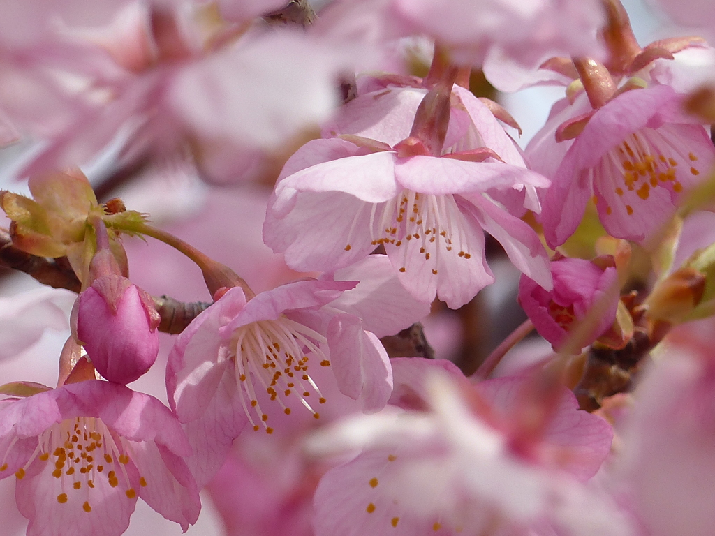 青空と桜