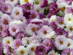菊  