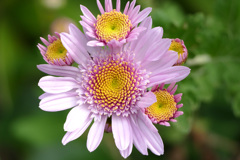 菊