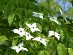 春の里山で11(白い花・・ヤマボウシ)