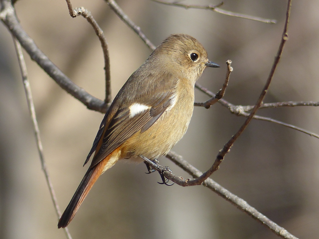 冬の里山で13(ジョウビタキ4)