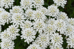 春の花畑で