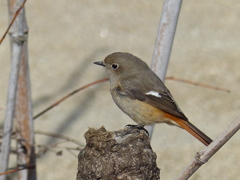 里山の冬鳥たち