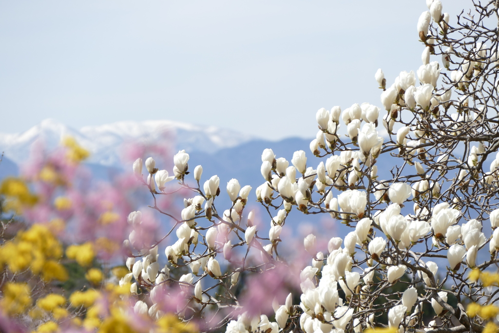 花見山