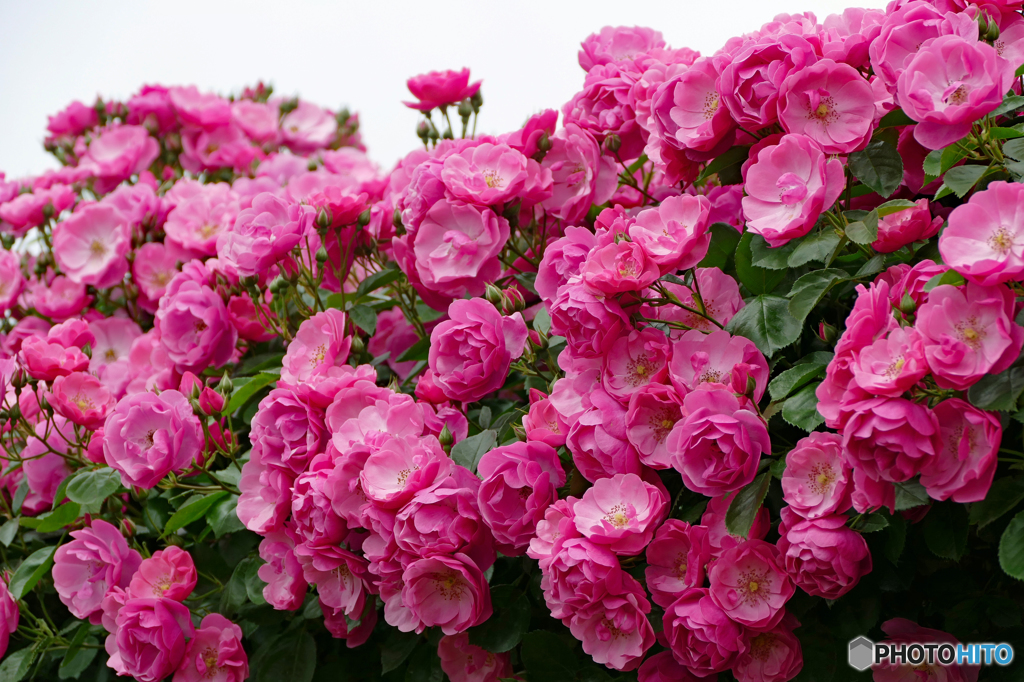 いっぱいのバラを