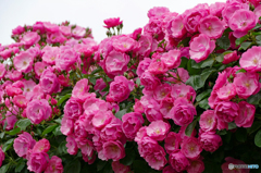 いっぱいのバラを