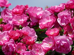 春の花11(バラ1)