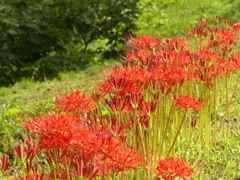 彼岸花