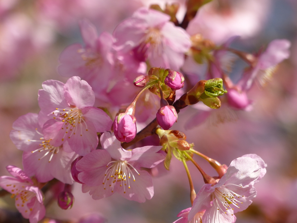 青空と桜