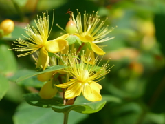 初夏の花