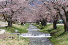 観音寺川の桜
