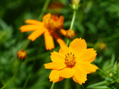 夏の花7