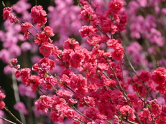 花もも