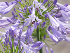 夏の花