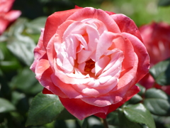 春の花13(バラ3)