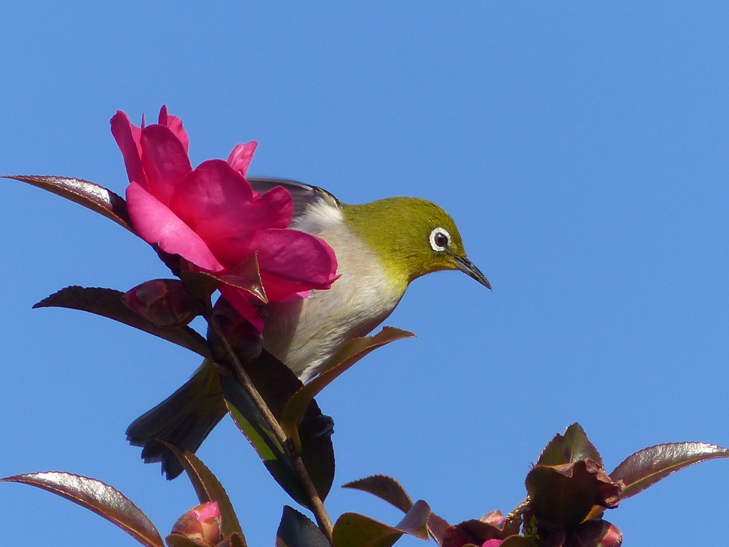 山茶花とメジロ