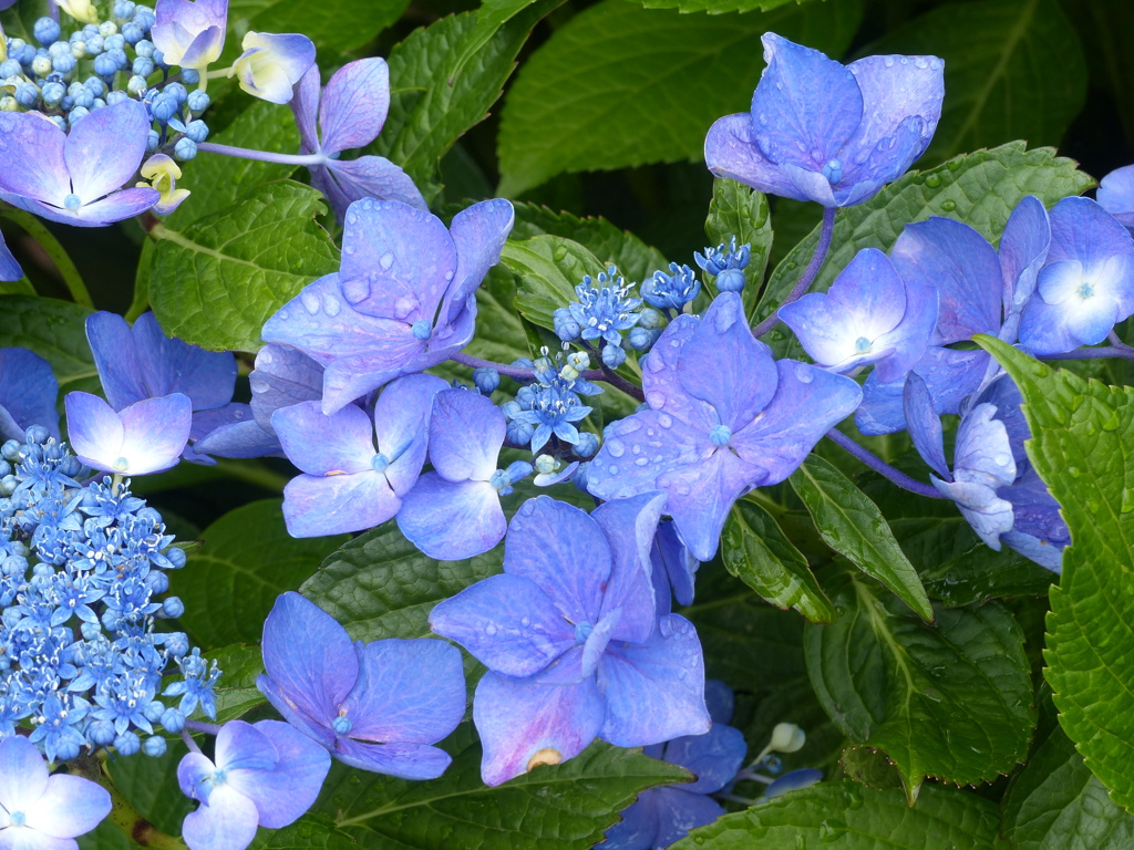 紫陽花