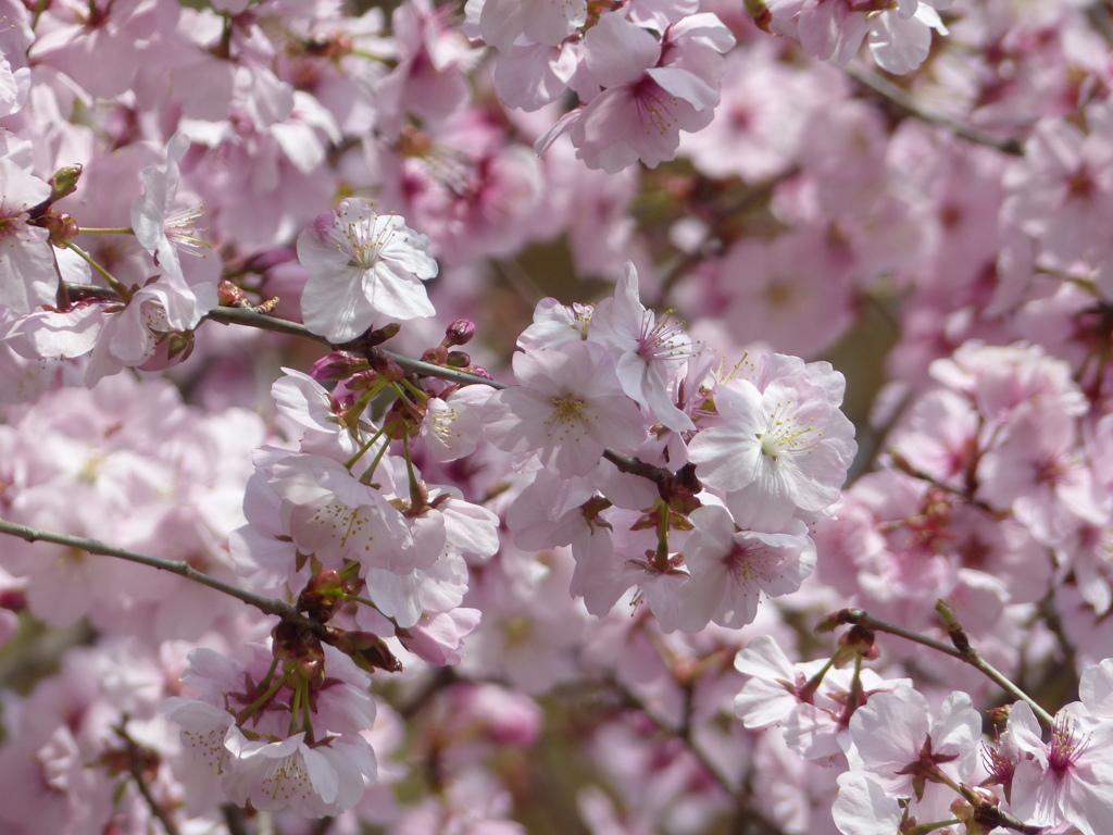 春の花4(桜4)
