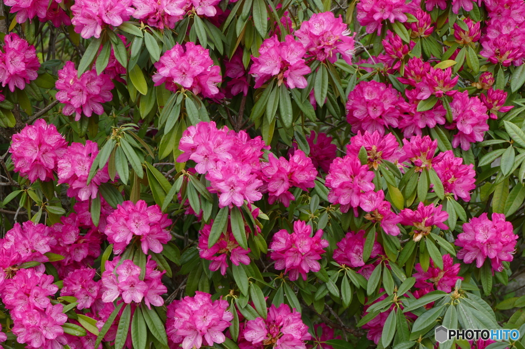 石楠花