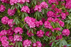 石楠花