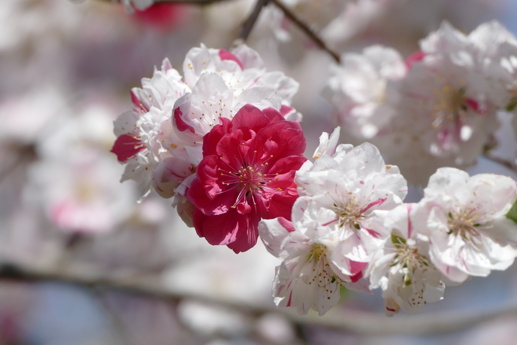 春の花(散歩の途中に)