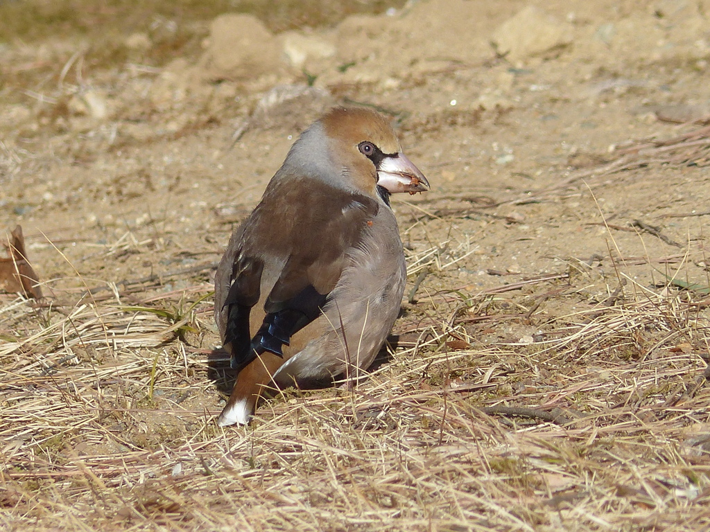 冬の里山で15(シメ)