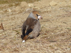 冬の里山で15(シメ)