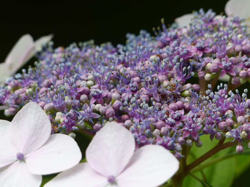 夏の花4(紫陽花1)