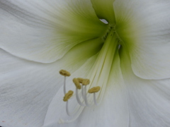 花芯
