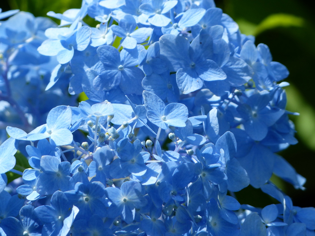 初夏の花2(アジサイ)