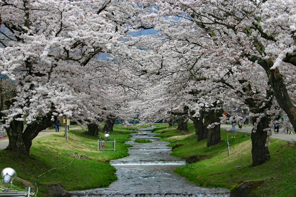 観音寺川の桜